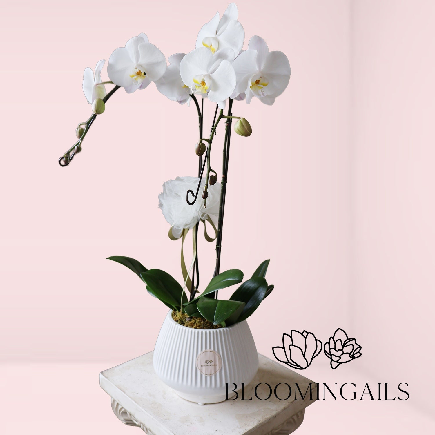 Double Happiness Orchid in a Pot