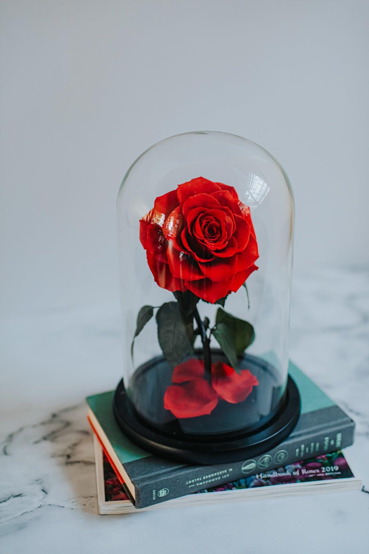 The Belle Rose Classic Dome - Bloomingailsph