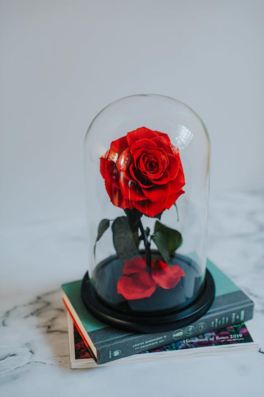 The Belle Rose Classic Dome - Bloomingailsph