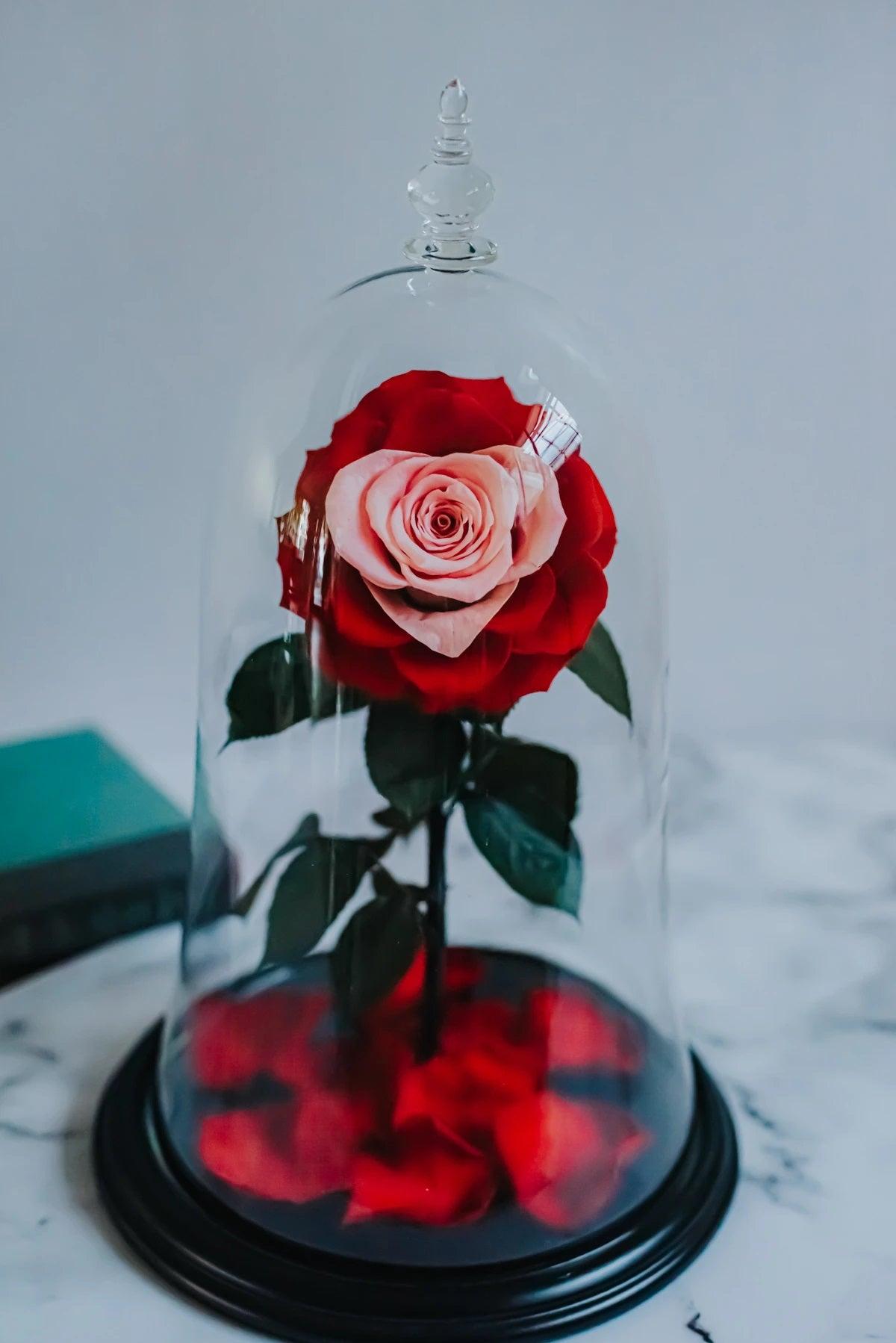 The Belle Rose Valentine Edition - Bloomingailsph