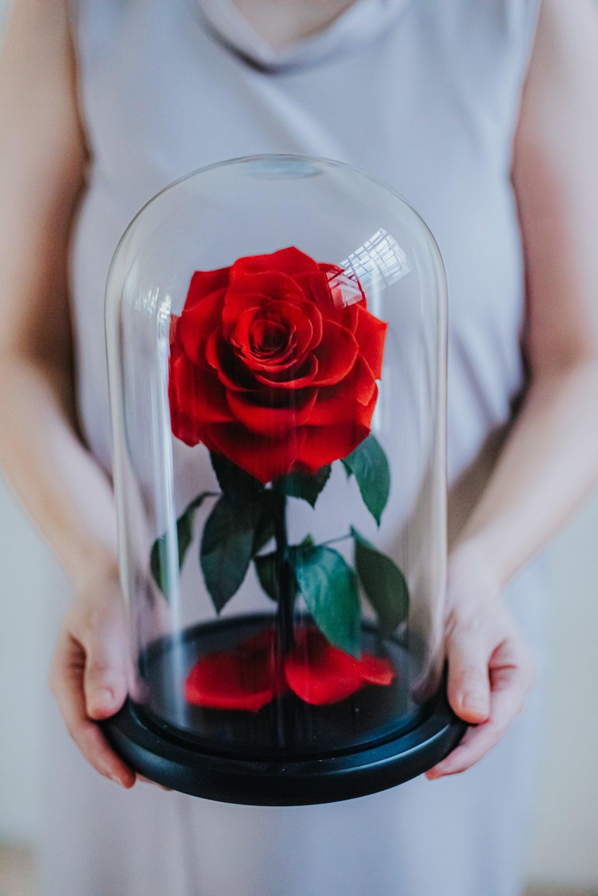 The Belle Rose Large Classic - Bloomingailsph