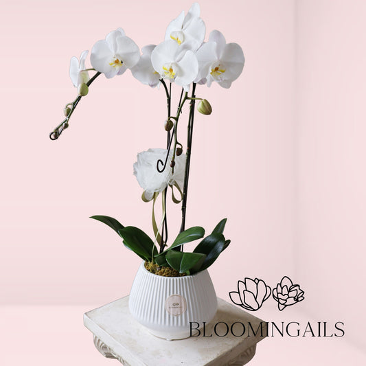 Double Happiness Orchid in a Pot