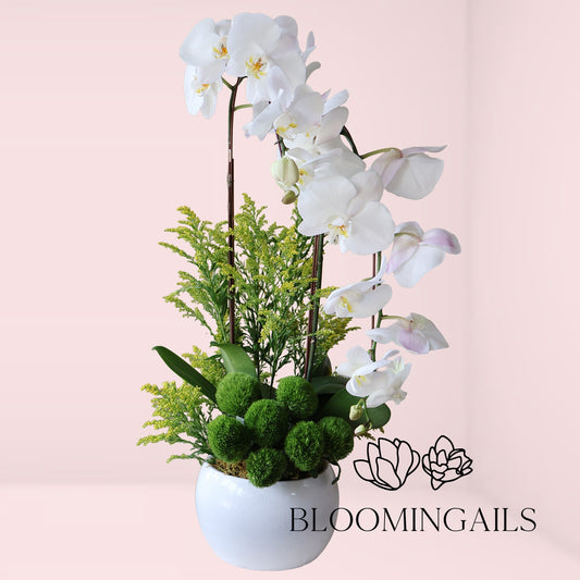 White Orchid Love