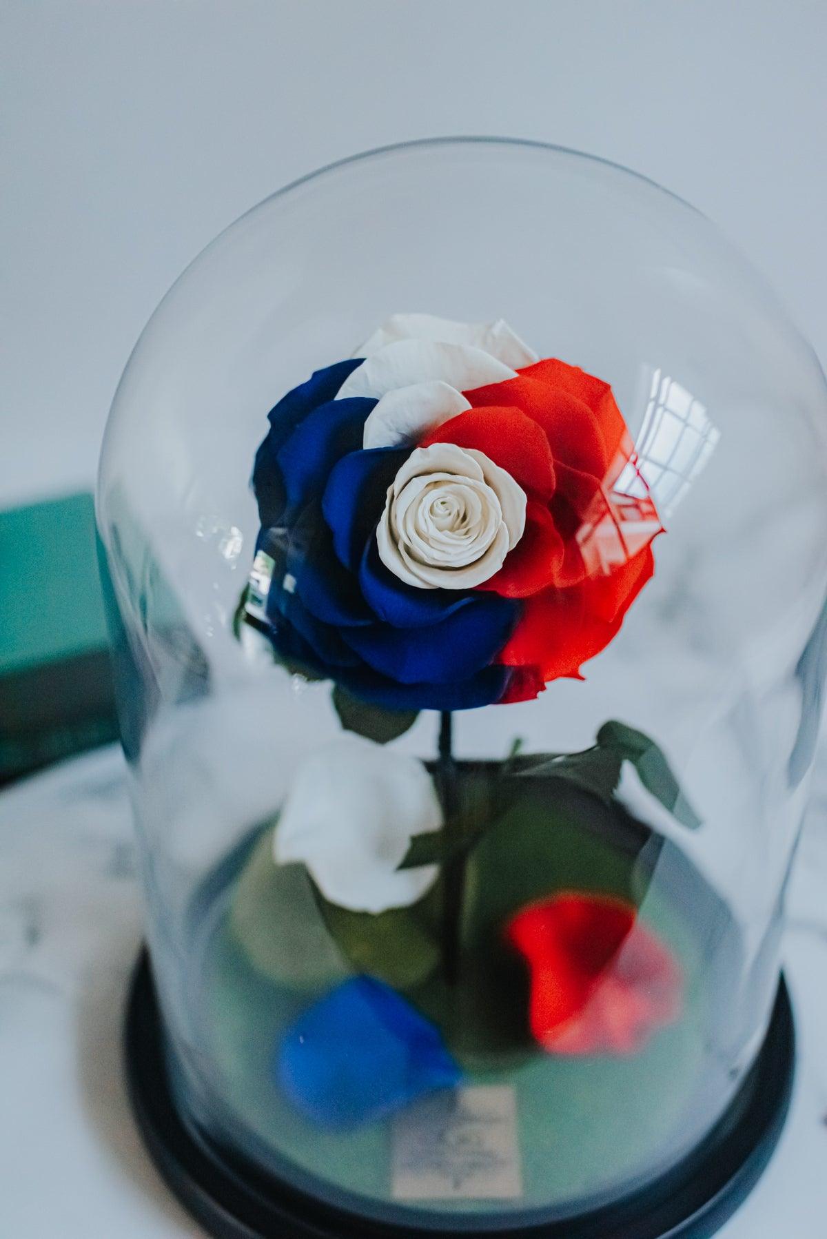 The Belle Rose Large Classic Tri-color Dome