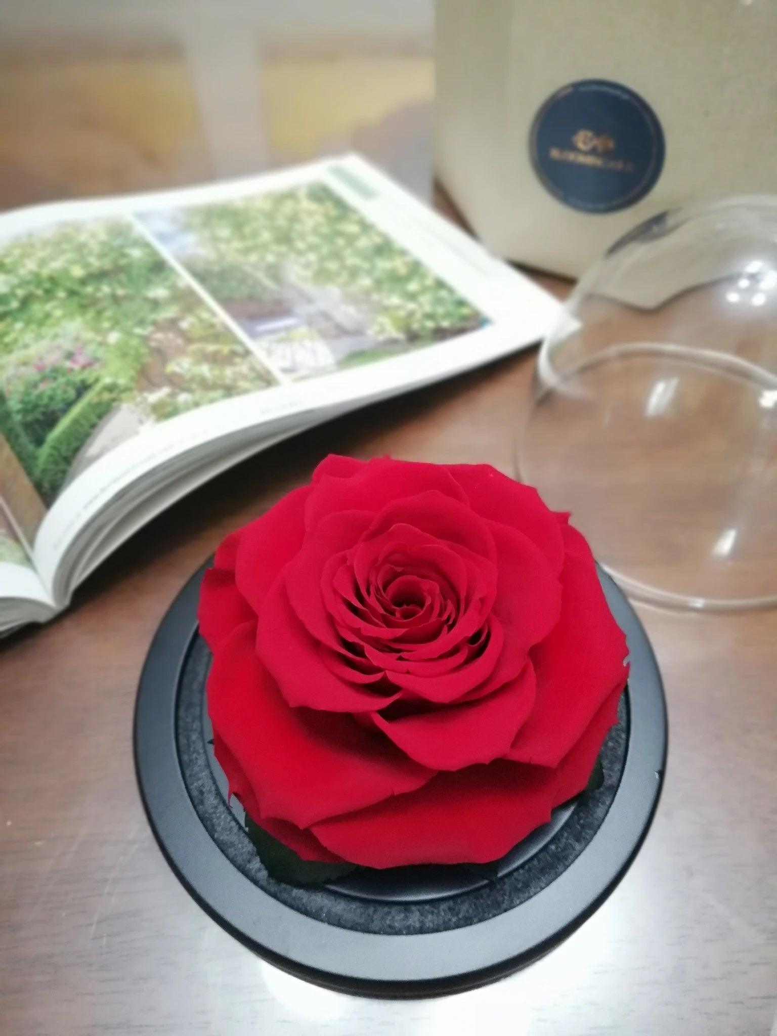 The Belle Rose Mini Dome - Bloomingailsph